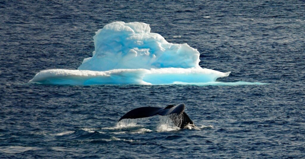 whale in the Antarctic