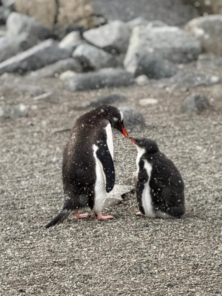 Two penguins in the Snow Antarctica