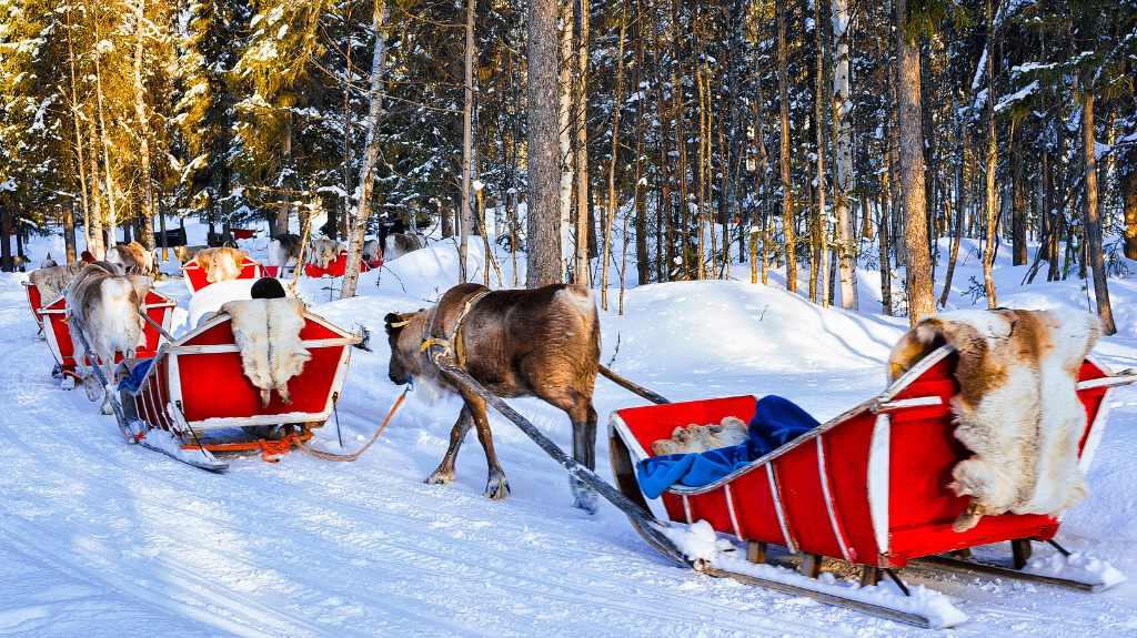reindeer sleigh ride Rovaniemi