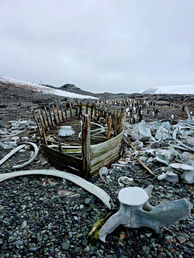 whale bones and ship wreck Antarctica