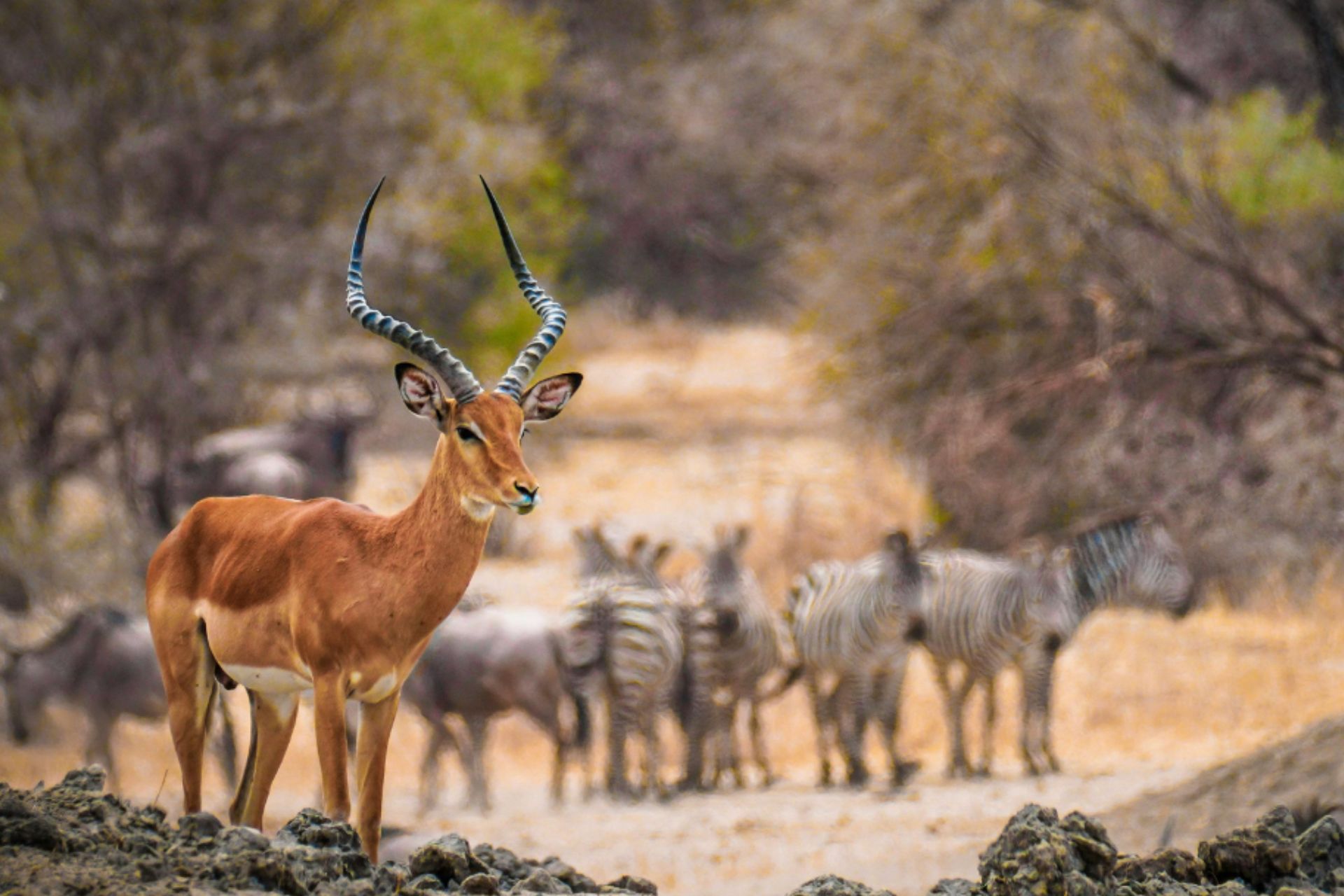 East Africa - Antilope and Zebras