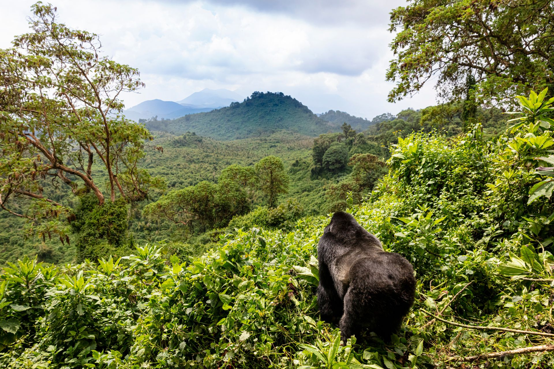 Gorillas in Rwanda