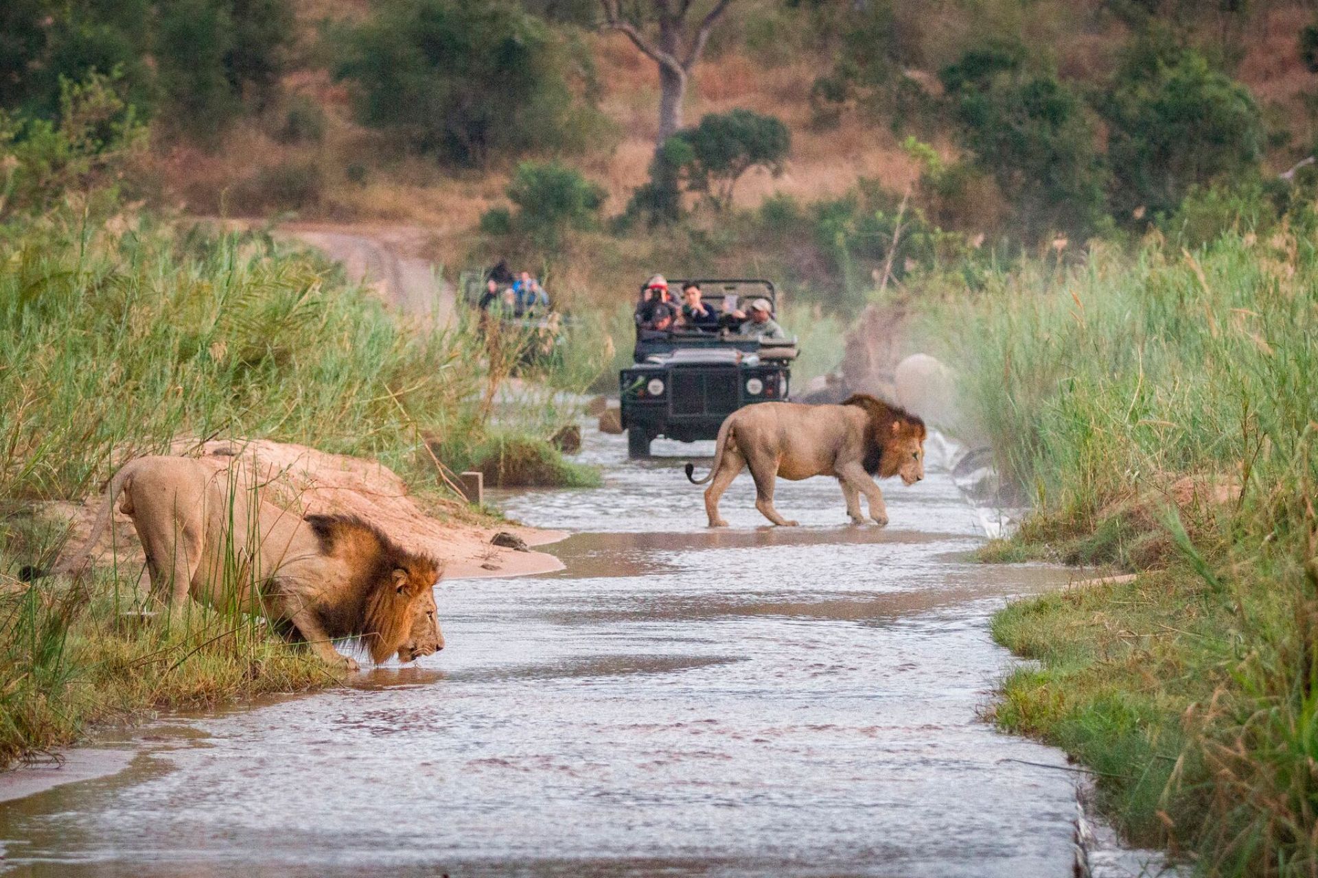 South Africa - Vehicle Passing Lions on a Safari