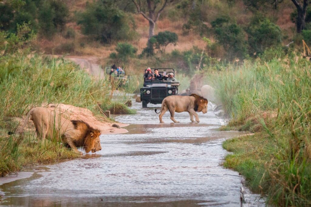 South Africa Safari vehicle going past lions