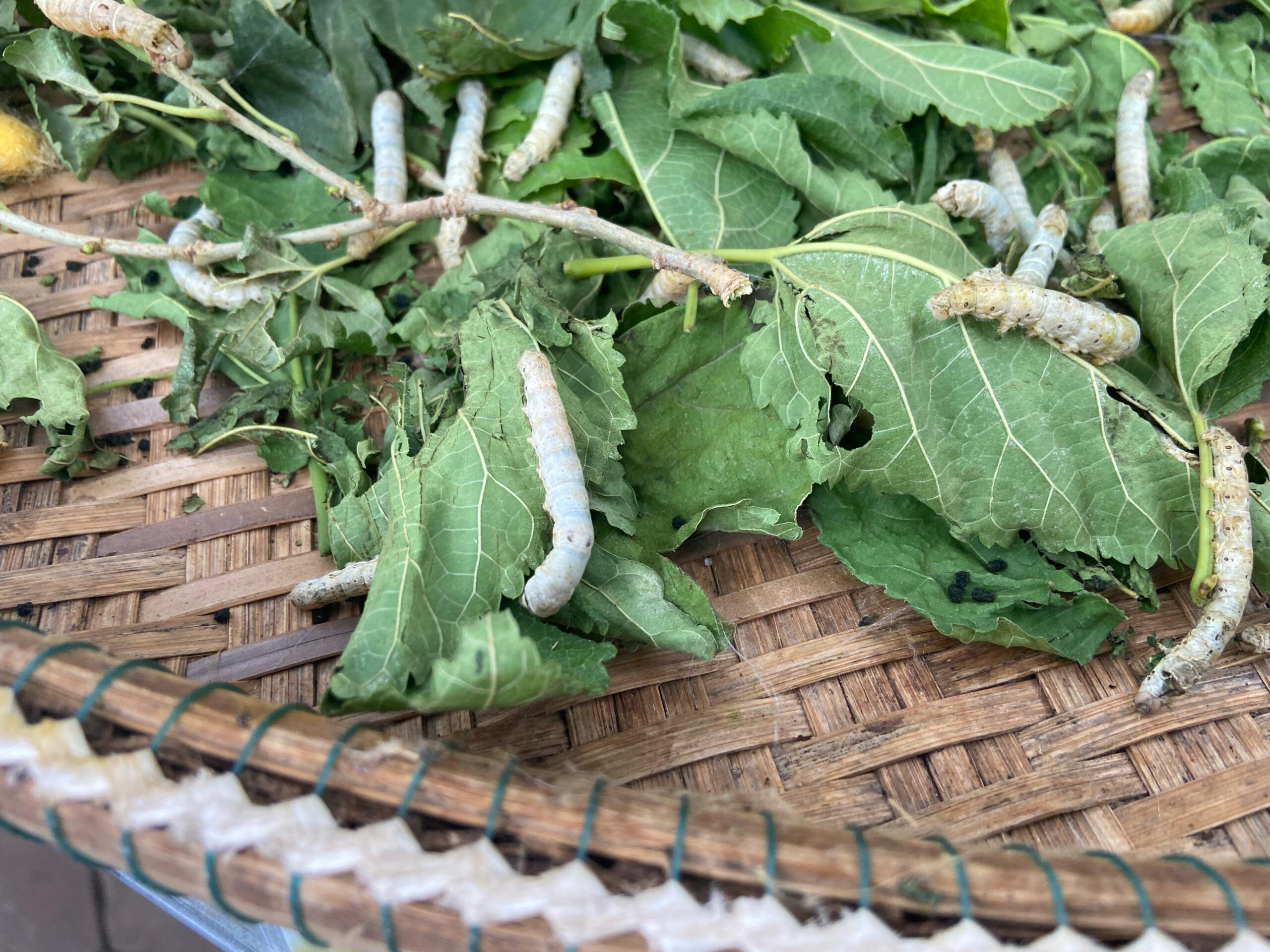Silkworms on leaves