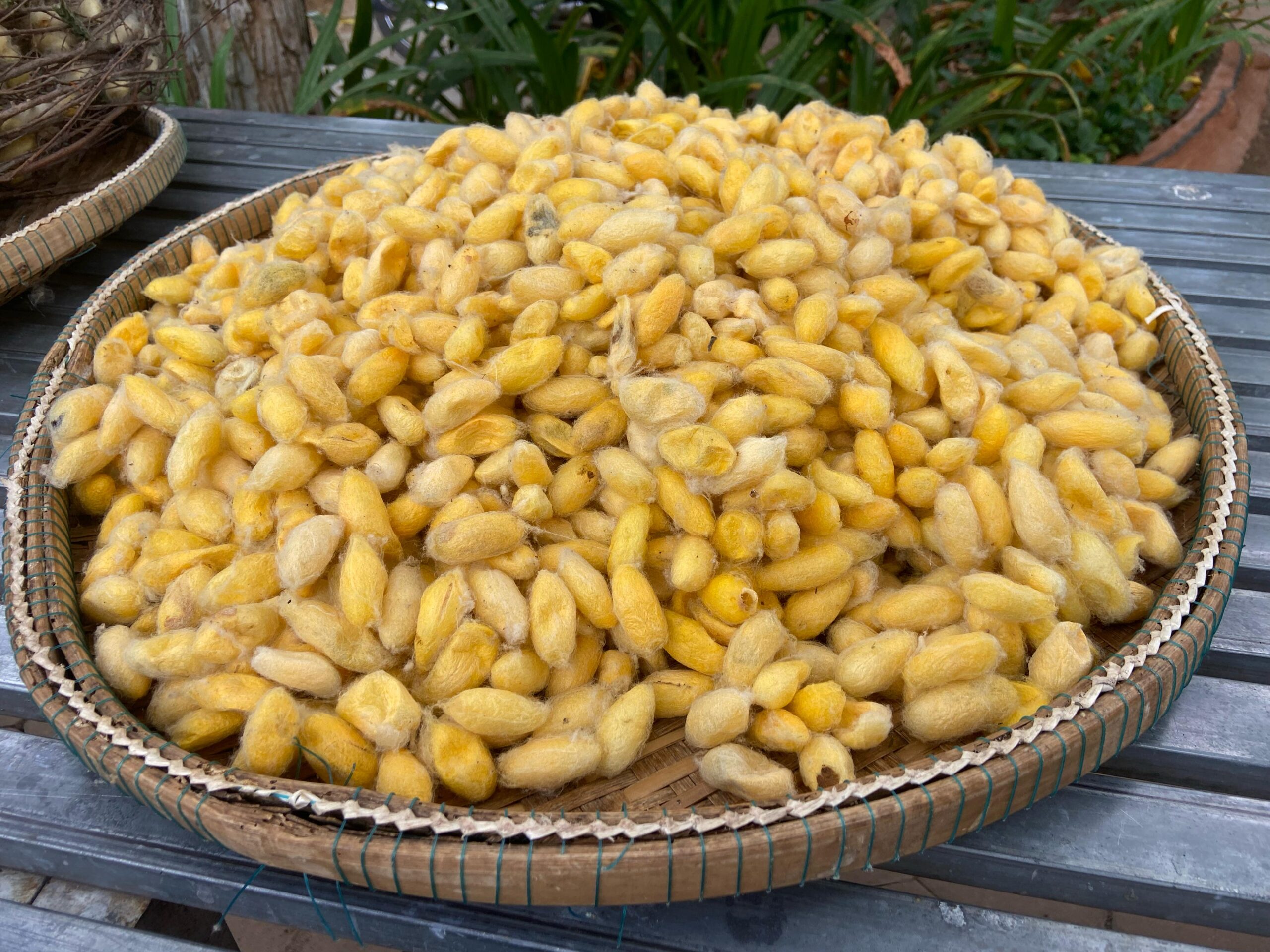 Silkworm cocoons in a basket